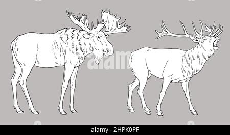 Deer and moose illustration. Large herbivores for coloring book. Wild animals drawing. Stock Photo