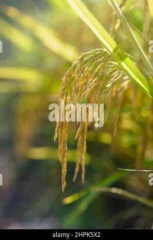 Rice grain crops Stock Photo