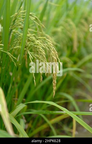 Rice grain crops Stock Photo
