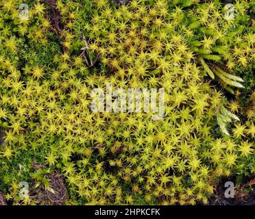Tortula or Syntrichia ruralis moss known as Star Moss Twisted Moss or Golden Dune Moss forms attractive golden cushions on flat ground - Somerset UK Stock Photo