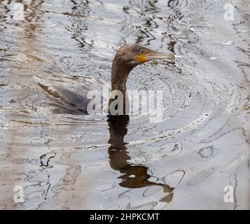 Cormorant Phalacrocorax carbo surfacing from a dive showing limited water-repellency of feathers compared to other diving birds - Somerset UK Stock Photo