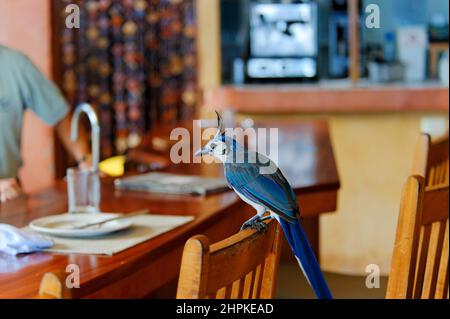 Blue Jay, Hotel Capitain Suizo, Tamarindo, Republic of Costa Rica, Central America Stock Photo