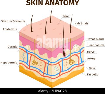 Human skin layers anatomy, dermis, epidermis and hypodermis tissue. Skin structure, veins, sweat pores and hair follicles vector infographic Stock Vector