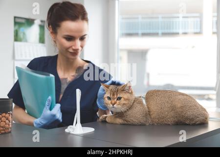 Veterinarian petting cat at reception. Taking cat to Vet, reducing stress in cats Stock Photo