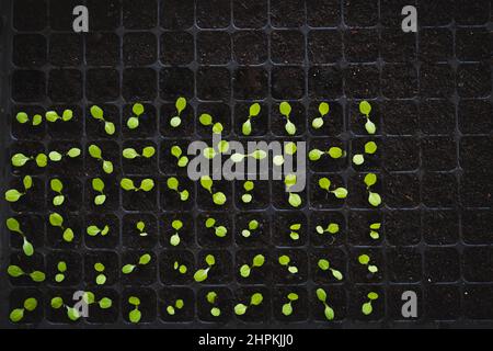 Growing baby fresh young green vegetable lettuce organic black plastic tray. Stock Photo