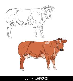 Illustration for a coloring book in color and black and white. Drawing of a cow on a white isolated background. High quality illustration Stock Photo