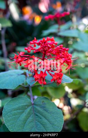 Blossom of red clerodendrum buchananii flowers in botalical garden Stock Photo