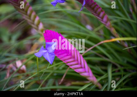 Colorful blossom of walissia lindeniana tropical ornamental flowers in garden Stock Photo