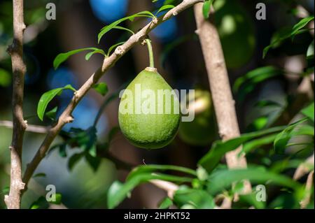 Green fruits hanging on Crescentia cujete or calabash tree in tropical Caribbean garden Stock Photo