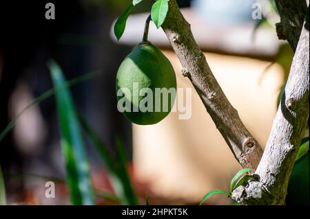 Green fruits hanging on Crescentia cujete or calabash tree in tropical Caribbean garden Stock Photo