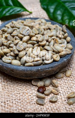 Green un-roasted and brown roasted coffee beans from Africa coffee producing region, cultivating in Ethiopia, Ivory Coast, Uganda, Kenya, Rwanda and T Stock Photo