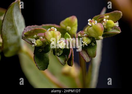 Hyssop Spurge Plant of the species Euphorbia hyssopifolia Stock Photo