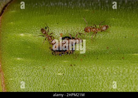 Adult Cecropia Ants of the Genus Azteca on a Cecropia trunk Stock Photo