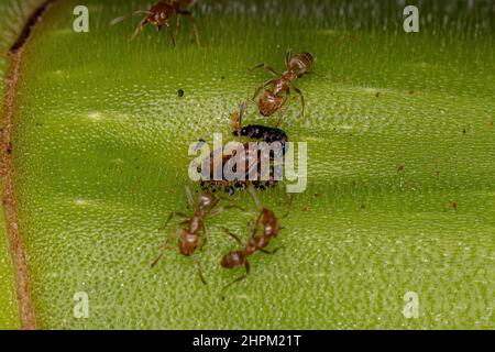 Adult Cecropia Ants of the Genus Azteca on a Cecropia trunk Stock Photo