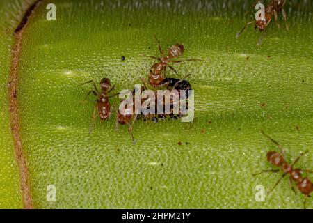 Adult Cecropia Ants of the Genus Azteca on a Cecropia trunk Stock Photo