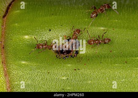 Adult Cecropia Ants of the Genus Azteca on a Cecropia trunk Stock Photo