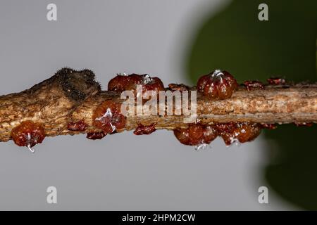 Small lacquer-producing mealybugs of the family Kerriidae Stock Photo