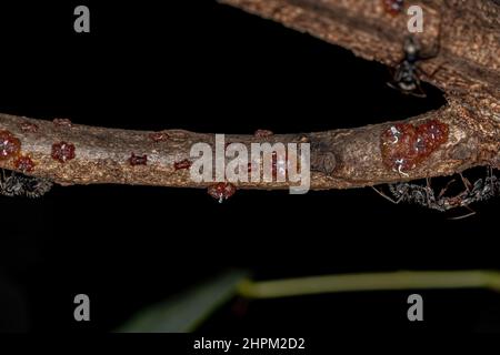 Small lacquer-producing mealybugs of the family Kerriidae Stock Photo