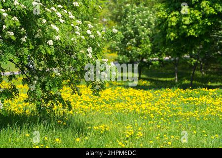 blooming mountain ash over yellow dandelions meadow, spring sunny day shot, nobody Stock Photo