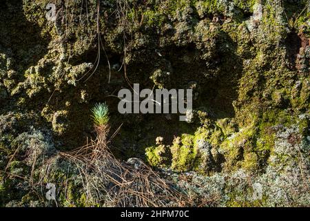 Young pinus canariensis, Canarian pine tree starting to grow in a rocky ledge by the side of a track in the forest at La Esperanza, Tenerife, Canary I Stock Photo