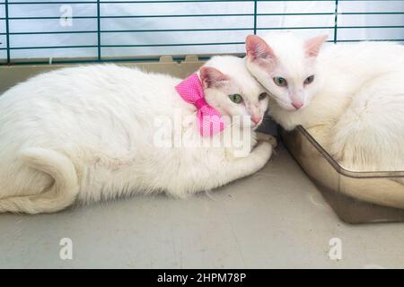 Two cute white fur cats in the section for adopting pets seen in in the traditional fair in the Cinema Reserva Cultural Niterói. The event showcases c Stock Photo