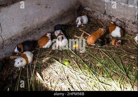 Live Peruvian guinea pigs (Cavia porcellus), domestic guinea pigs in Peruvian farm Stock Photo