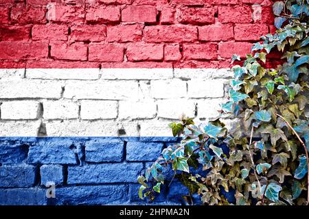 Netherland grunge flag on brick wall with ivy plant, country symbol concept Stock Photo