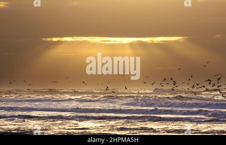 Gulls having a feast meal in winterat the beach of Katwijk, Netherlands Stock Photo