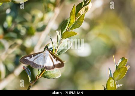 Cydalima perspectalis, the box tree moth is a species of moth of the family Crambidae, photographed in Switzerland, larvae feed on Buxus species. Stock Photo