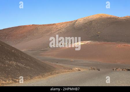 Camel train crossing the Timanfaya National Park, Lanzarote, Canary Islands. Stock Photo