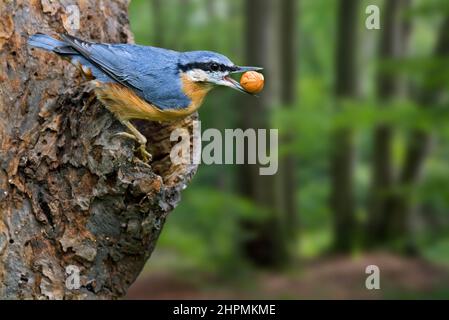 Eurasian nuthatch / wood nuthatch (Sitta europaea) with hazelnut / hazel nut in beak in deciduous forest Stock Photo