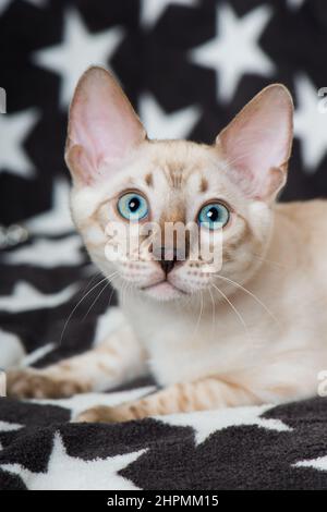Bengal cat lying on a blanket Stock Photo