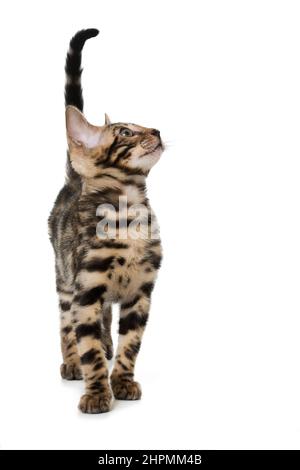 Bengal cat isolated on white background Stock Photo