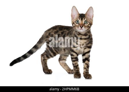 Bengal cat isolated on white background Stock Photo