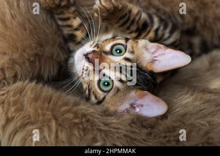 Young bengal cat lying on a sheep fur Stock Photo