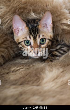 Young bengal cat lying on a sheep fur Stock Photo