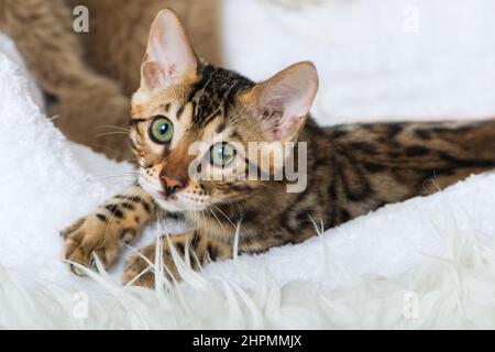 Young bengal cat lying on a sheep fur Stock Photo