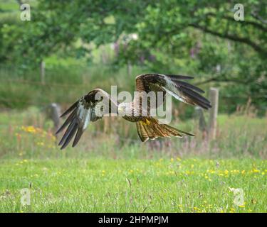 Red kites in flight over the Red Kite Feeding Station in the Brecon Beacons at LLanddeusant, Carmarthenshire, Wales, UK Stock Photo