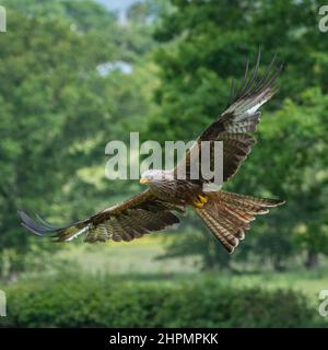 Red kites in flight over the Red Kite Feeding Station in the Brecon Beacons at LLanddeusant, Carmarthenshire, Wales, UK Stock Photo