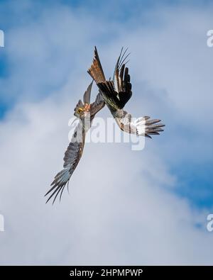 Red kites in flight over the Red Kite Feeding Station in the Brecon Beacons at LLanddeusant, Carmarthenshire, Wales, UK Stock Photo