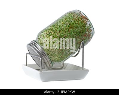 Alfalfa sprouts in a glass jar with stand and ceramic bowl isolated on white background, home growned micro greens for healthy nutrition