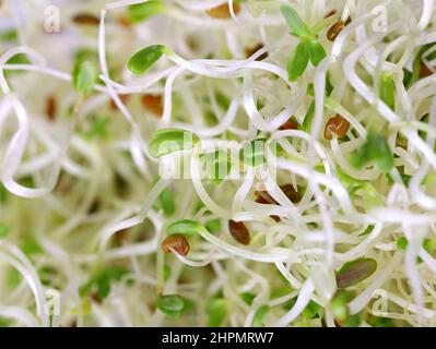 close up of alfalfa sprouts, micro greens for healthy nutrition, sprouted seeds background Stock Photo