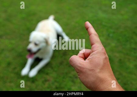 male hand shows his dog on green grass that it is enough Stock Photo