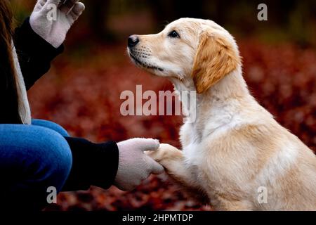 Beautiful Golden Retriever is exercising Stock Photo