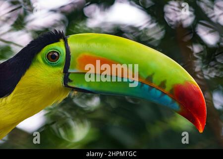 Keel-billed toucan close up shot looking to the right. . Rainbow coloring on the bill is clearly visible. Stock Photo