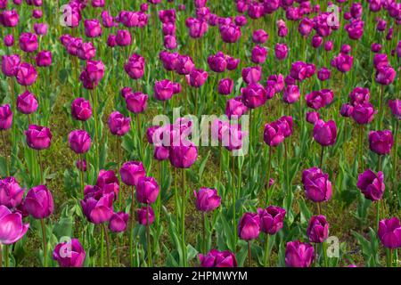 bunch of blooming purple tulip flowers. beautiful floral nature background in spring Stock Photo