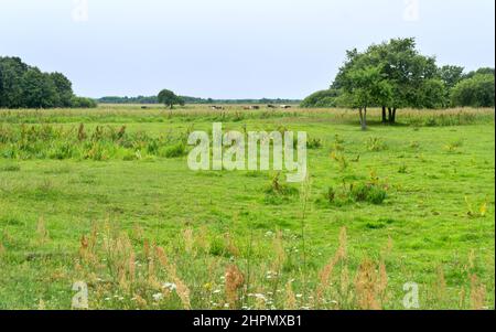 Landscape of Biebrza National Park, wetland, meadows, summer, clowdy sky. Podlaskie Voivodeship, Poland. Stock Photo