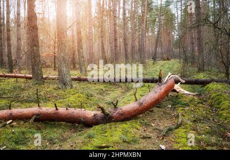Broken trees in a forest after a hurricane. Stock Photo