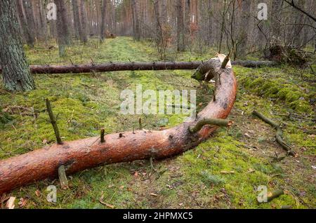 Broken trees in a forest after a hurricane. Stock Photo