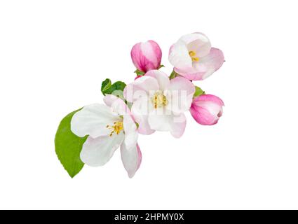Apple flower. Spring flower apple blossoms bloomed isolated on white. Stock Photo
